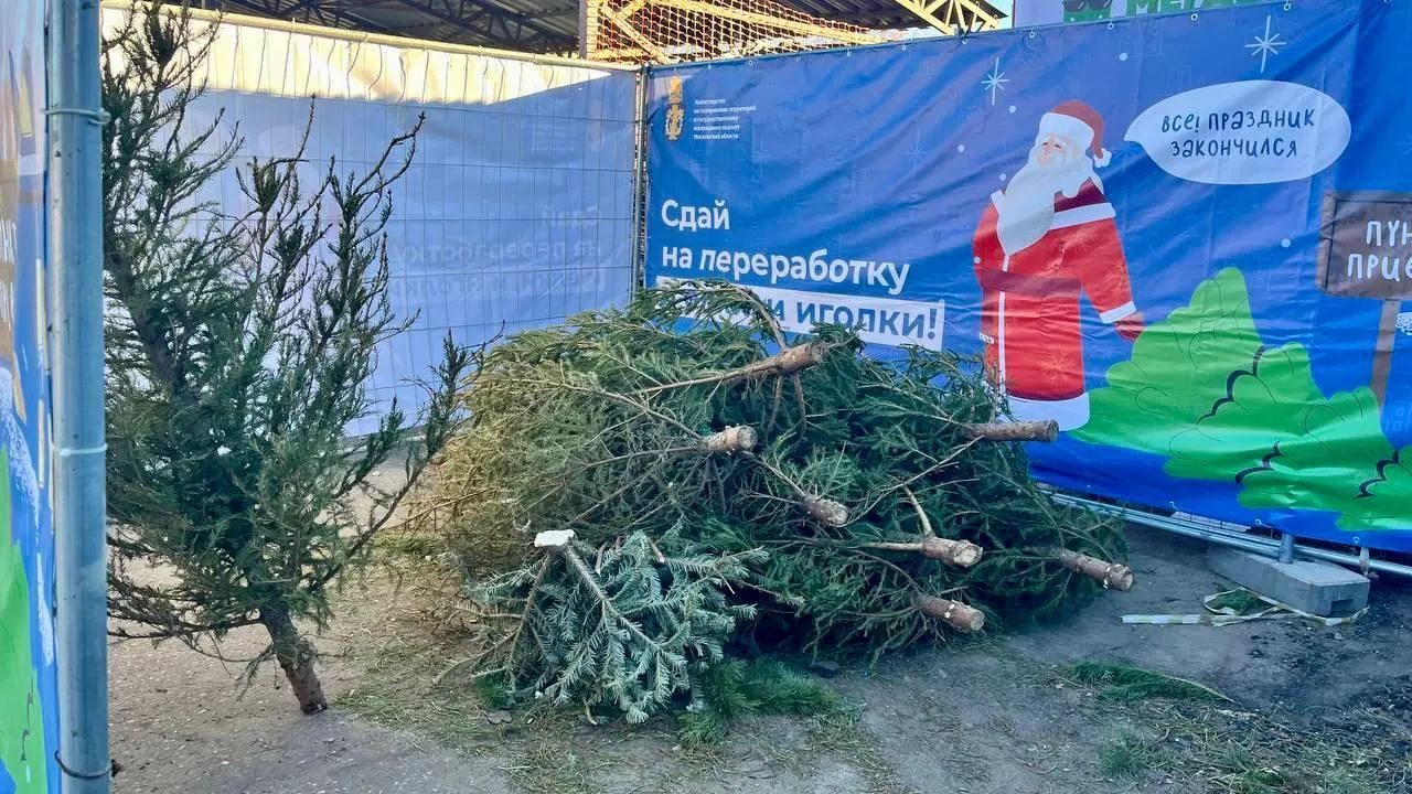 В округе Коломна можно сдать новогодние деревья на переработку