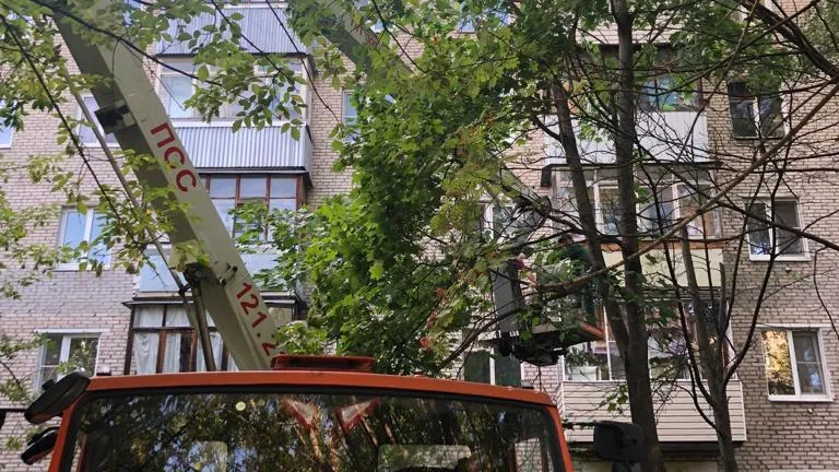 Жителям Подмосковья рассказали, как правильно содержать деревья и кустарники во дворах