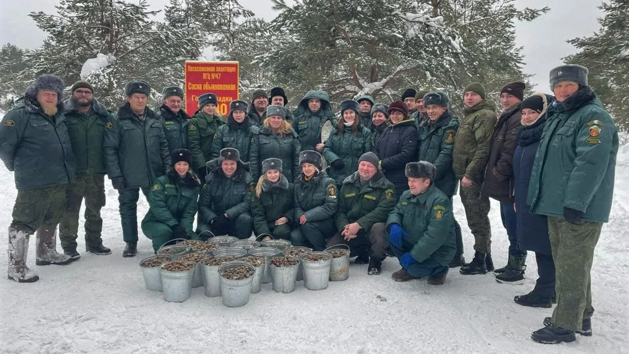 200 кг сосновых шишек собрали на лесосеменной плантации в Орехово‑Зуевском округе