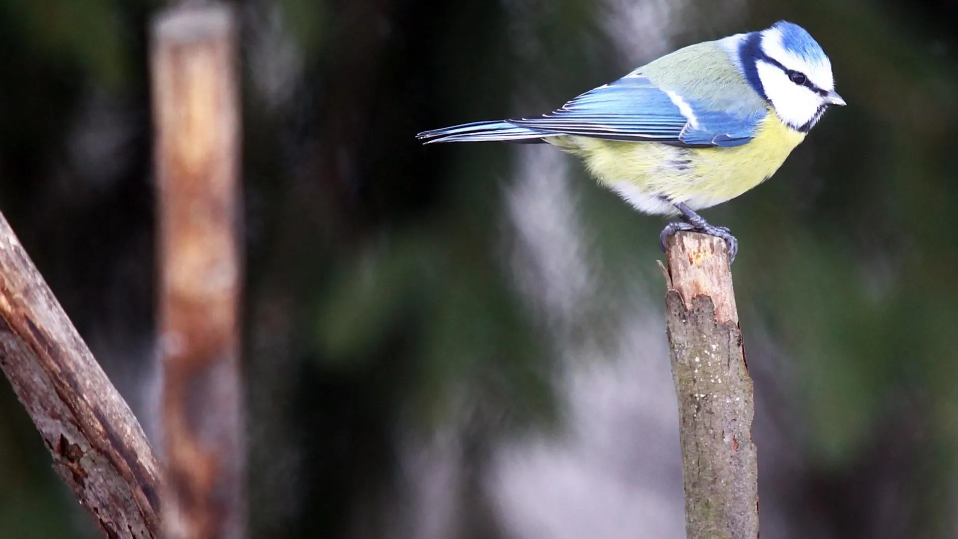 Съедобные кормушки раздадут в музее-заповеднике «Горки-Ленинские» в Подмосковье