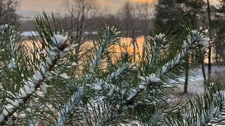 Комлесхоз Подмосковья подвел итоги фотоконкурса #снежнолесье2025
