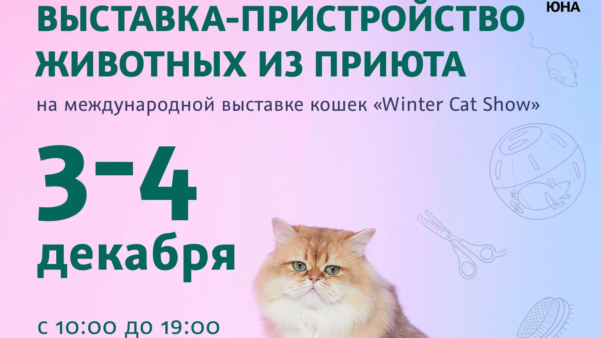 Центр «Юна» из Подольска представит 60 кошек на выставке Winter Cat Show в Красногорске
