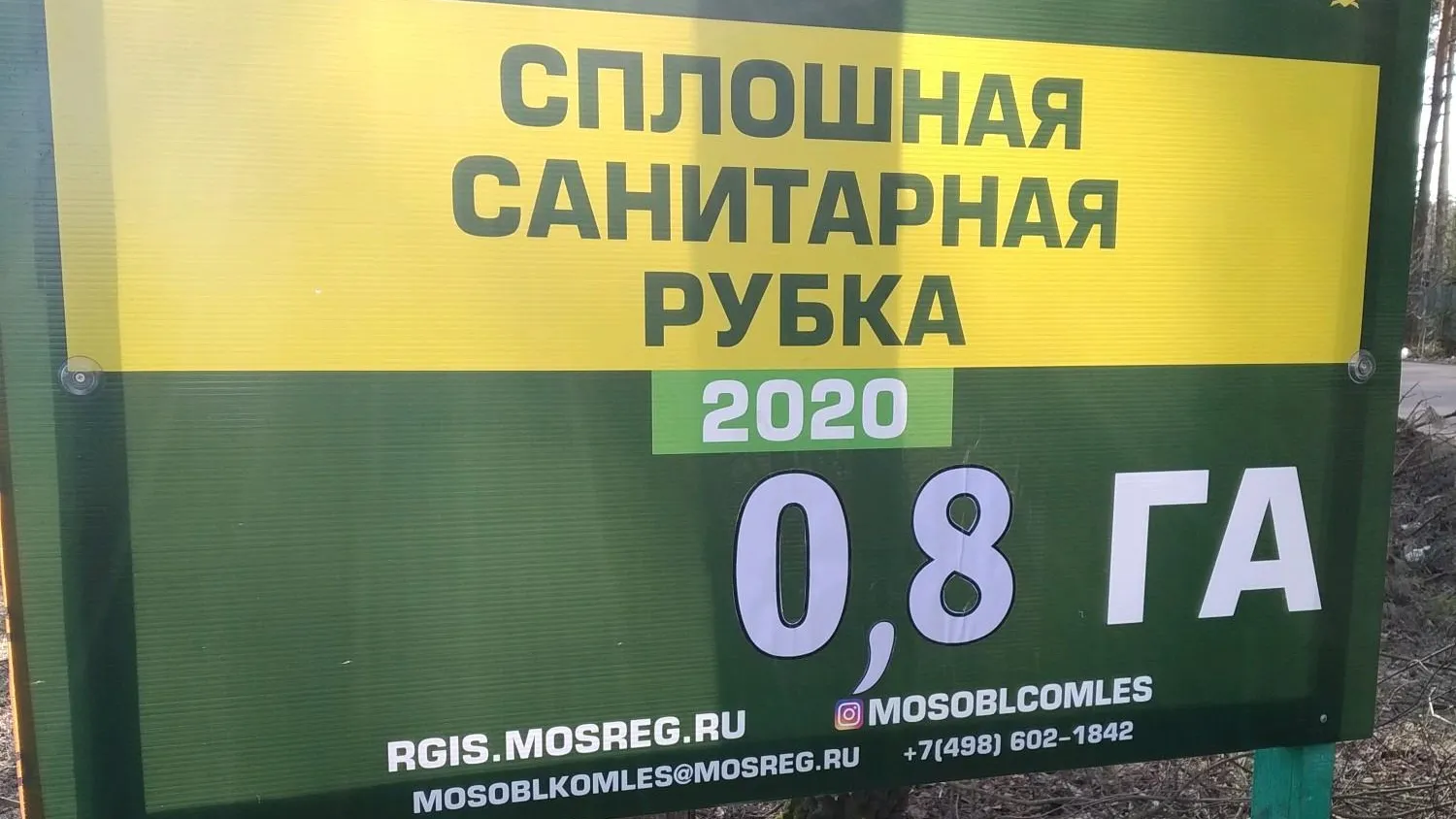 В Подмосковье продолжают санитарную рубку и обработку лесов