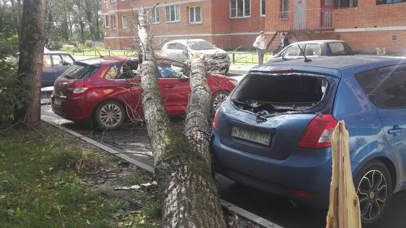 Упавшее дерево повредило четыре автомобиля в Люберцах