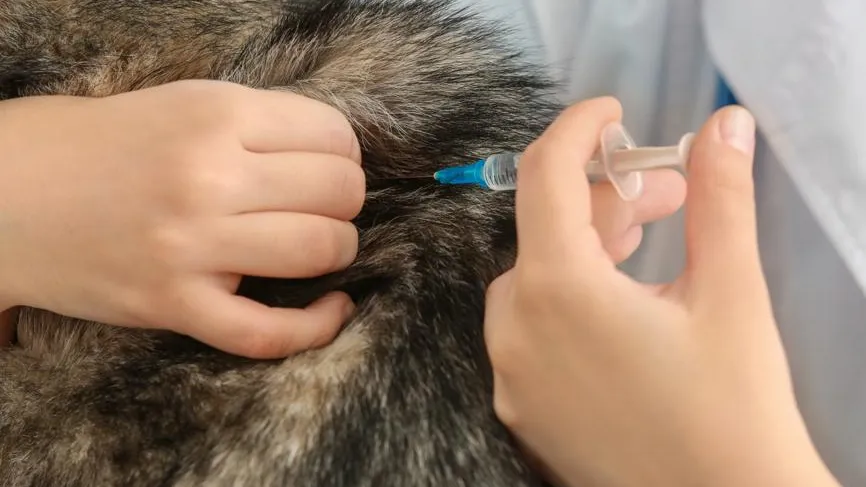 Число погибших питомцев после вакцины «Мультикан-8» выросло до 300