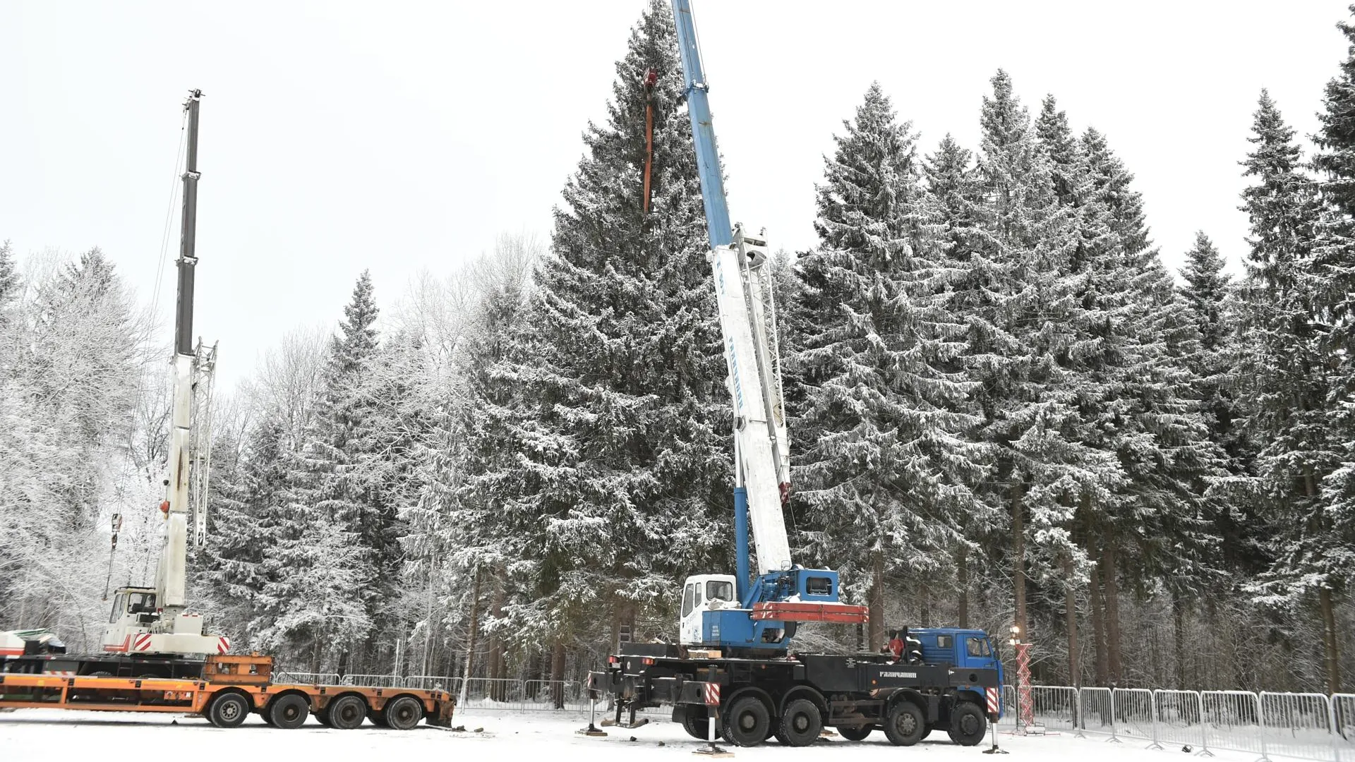 Главной новогодней елкой России станет столетнее дерево из Щелковского района