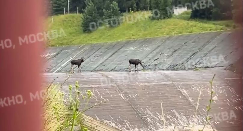 В Истре два лосенка застряли на водосбросе, жители вызвали спасателей