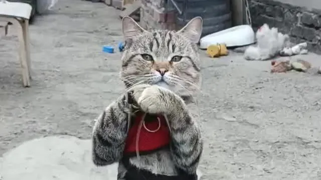 «Он как дедушка!»: котик-колясочник из луганского приюта взорвал Сеть