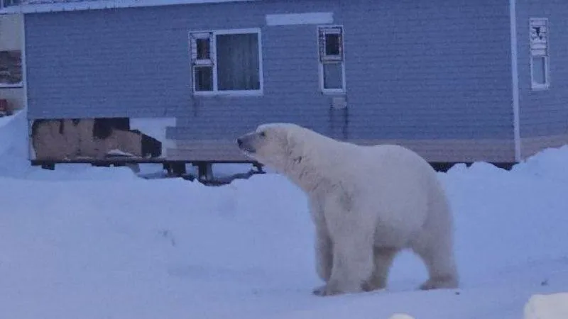 «Не хулигань»: жительница Чукотки прогнала наглого медведя-вора еды