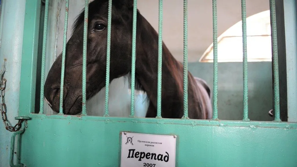 Житель Подольска предложил организовать в Голицынских конюшнях конный клуб