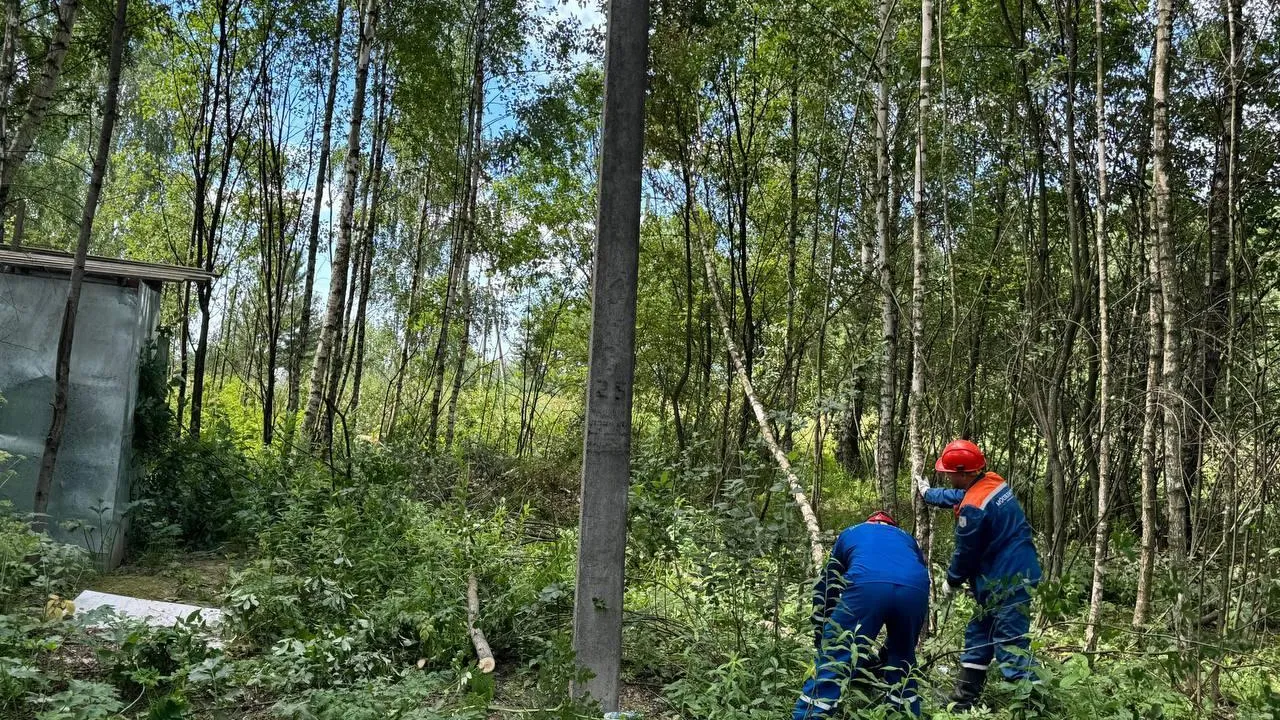 Энергетики Подмосковья расчистили около 3 тыс га охранных зон ЛЭП с начала года