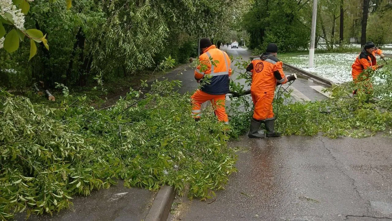 В Королеве вывезли 12 тыс куб м порубочных остатков с начала года