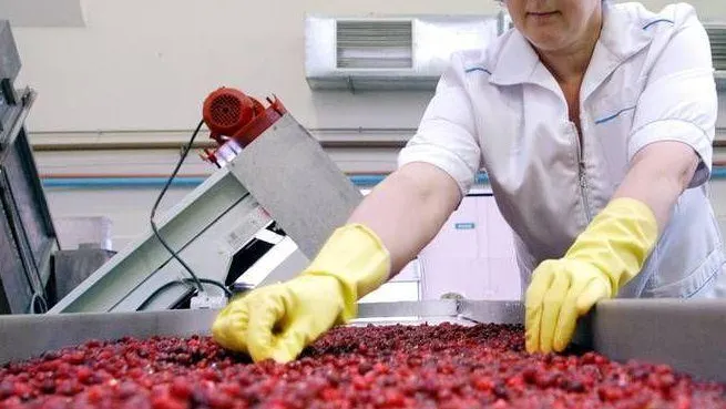 В Подмосковье увеличат производство продукции из дикоросов