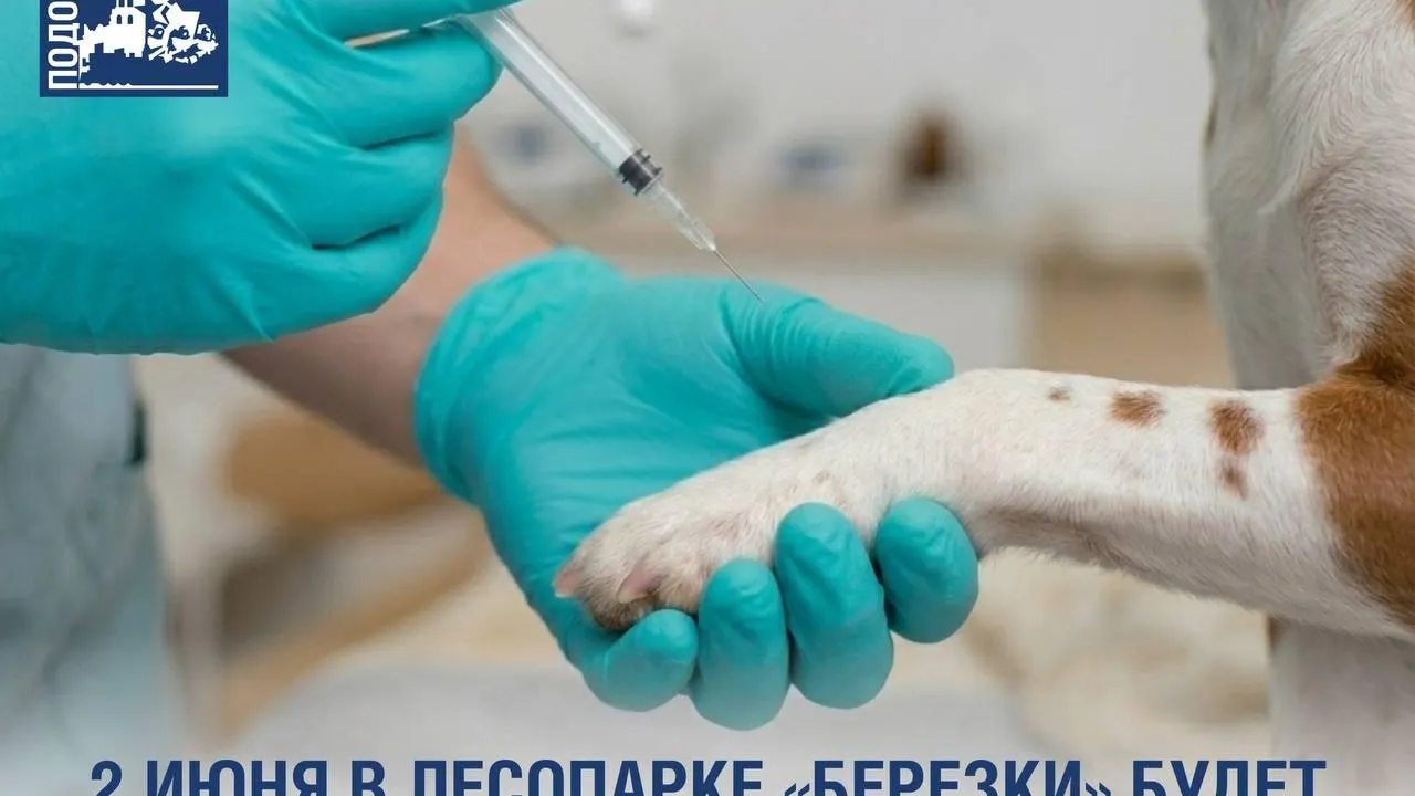 В Подольске в июне проведут бесплатную вакцинацию питомцев