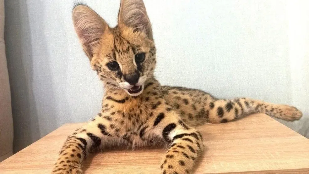 Россиянку задержали при попытке улететь в Мексику с перекрашенным сервалом