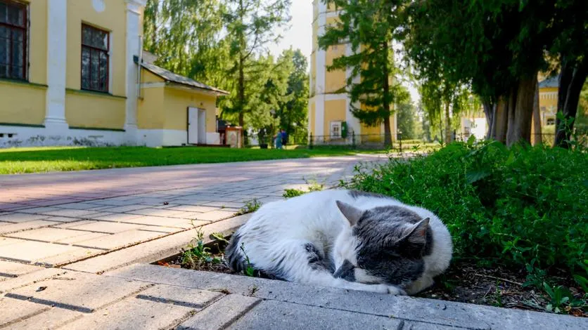 Котам — можно: в РПЦ рассказали, каким животным запрещен вход на службу