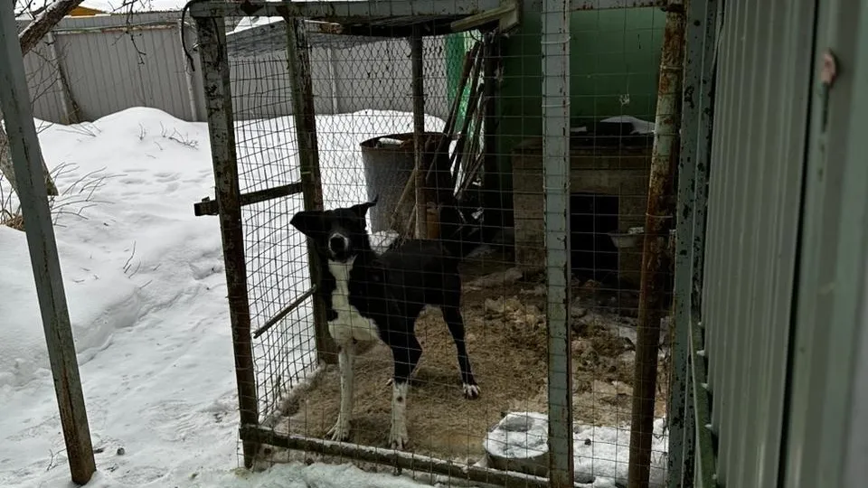 Собака напала на маленькую девочку в Можайском округе