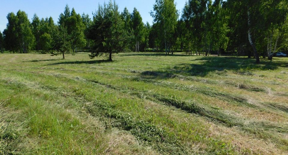 В Подмосковье местоположения границ участков согласовали 1535 жителей за полгода