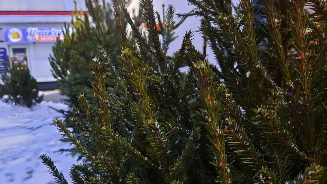 В Раменском стартовала акция по приему елок на переработку