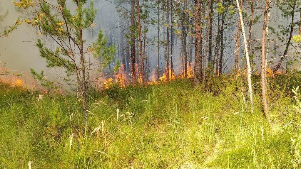 Лесной пожар ликвидировали в Орехово-Зуевском округе