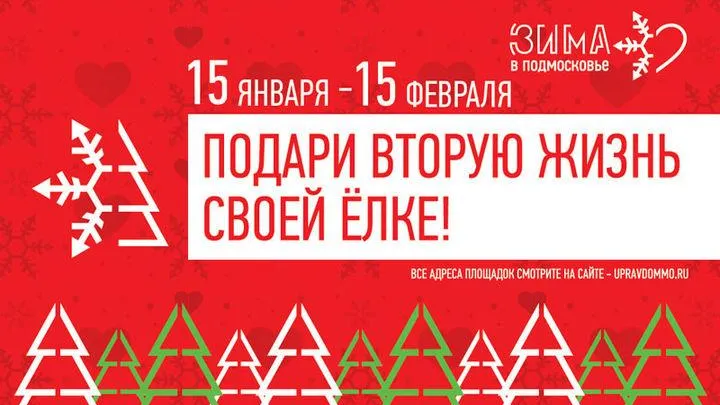 В Подольске с 15 января начнут принимать натуральные ели на переработку