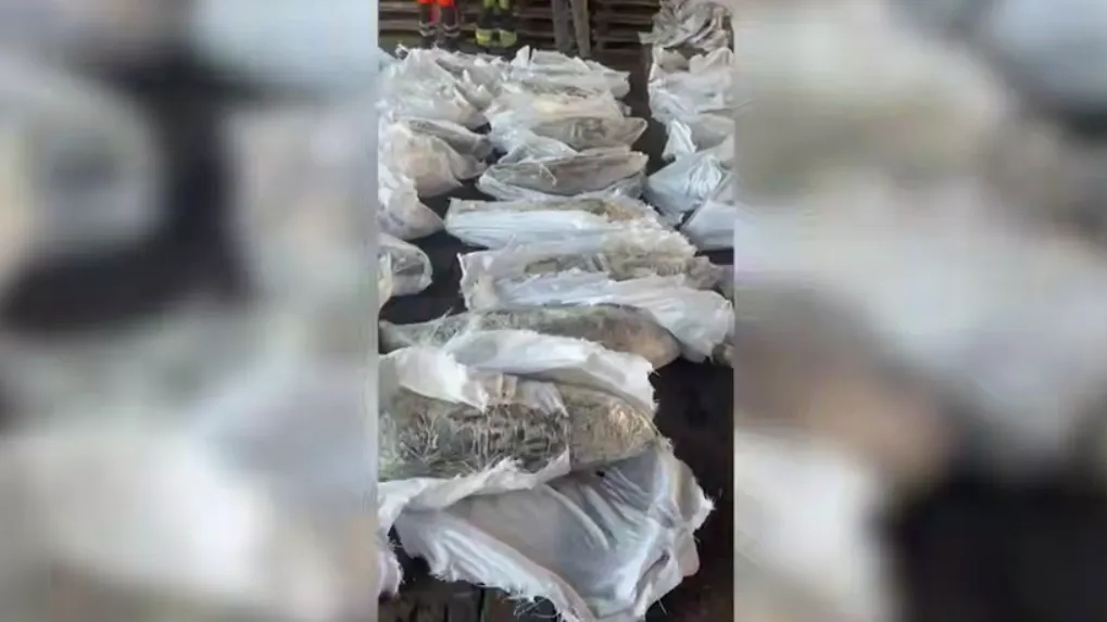 ФСБ изъяла в порту Петербурга 500 кг кокаина в тунце из Эквадора