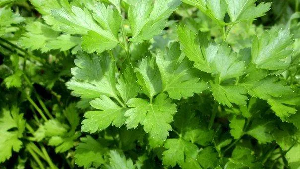 Жителям Подмосковья рассказали о влиянии петрушки на настроение