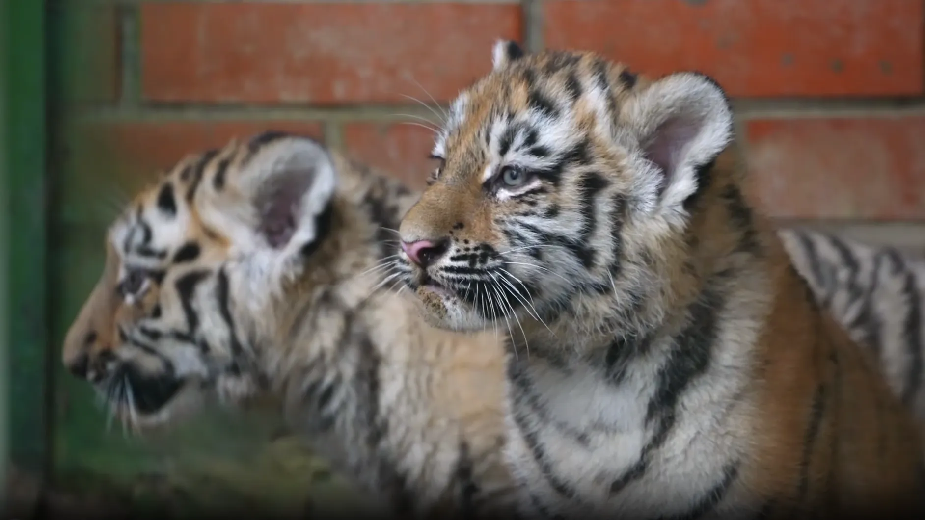 В Волоколамском округе Подмосковья родились два амурских тигренка