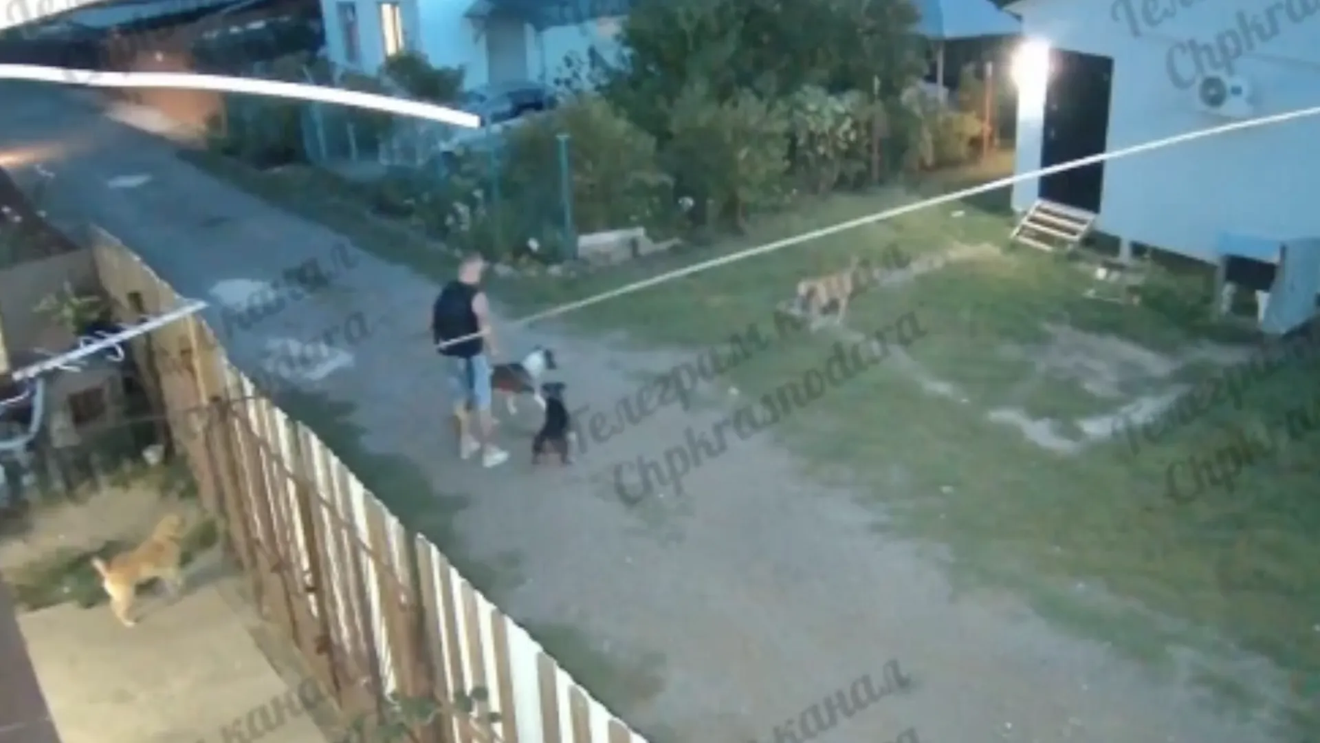 Натравил собак и отсек голову мачете: живодер жестоко убил пса на Кубани