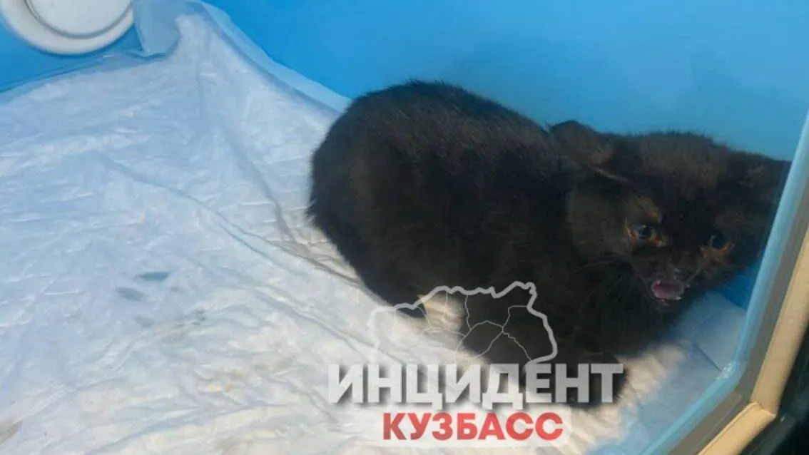 Вытряхнула из пакета: в Кемерове женщина оставила на пороге ветклиники котенка