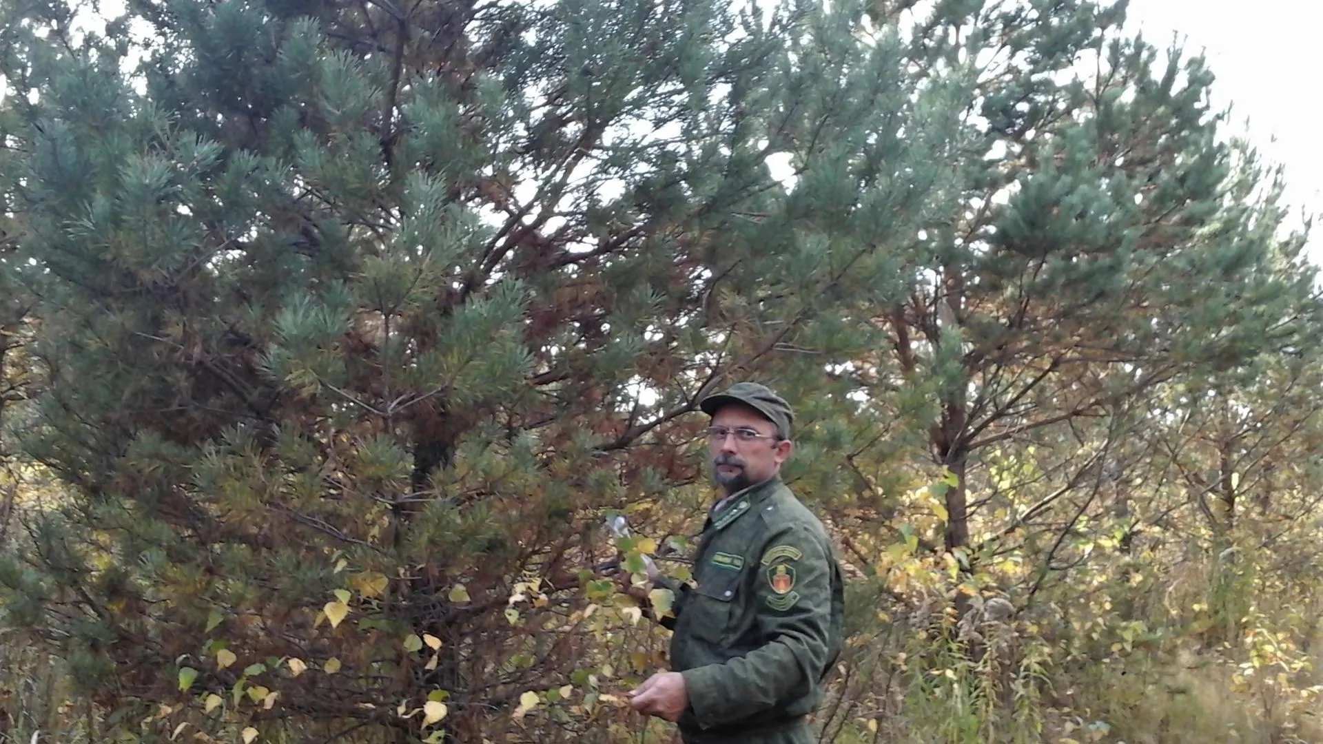 В Волоколамском лесничестве провели инвентаризацию архива клонов сосны обыкновенной