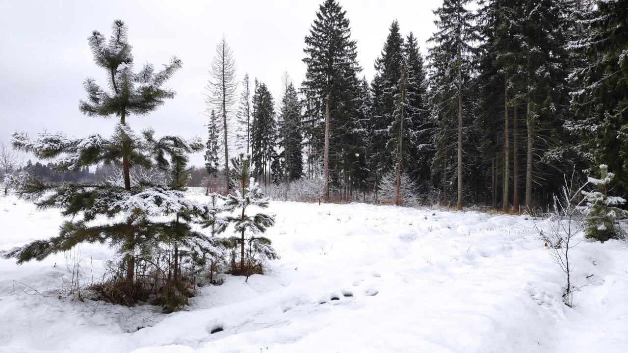 В Подмосковье выявили пять случаев незаконной рубки елей перед Новым годом