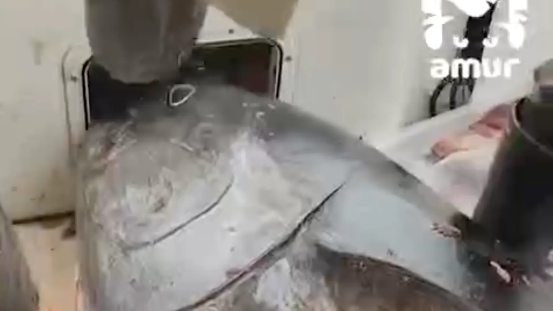 Рыбаки поймали фаршированного тунца на Сахалине — видео