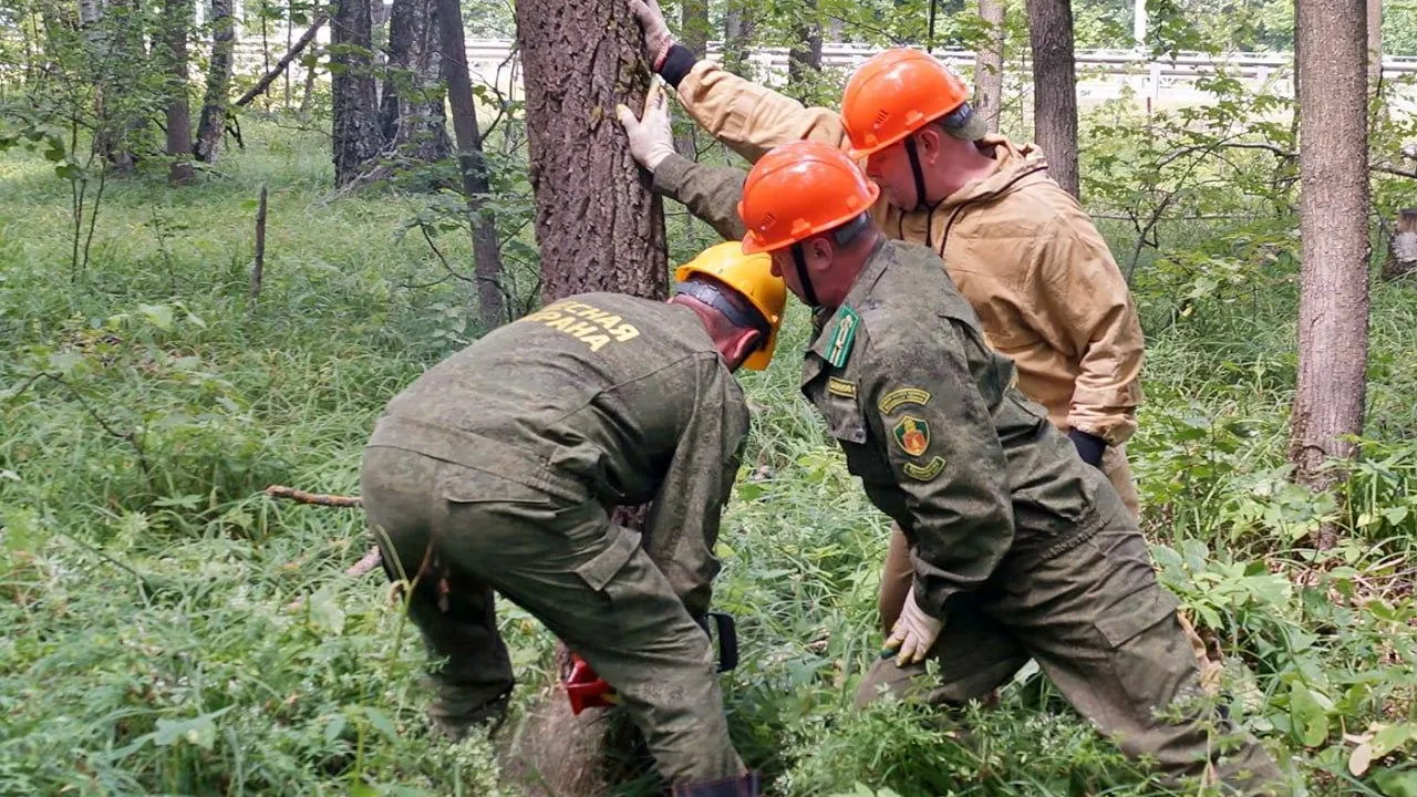 В лесах Подмосковья продолжаются сплошные санитарные рубки