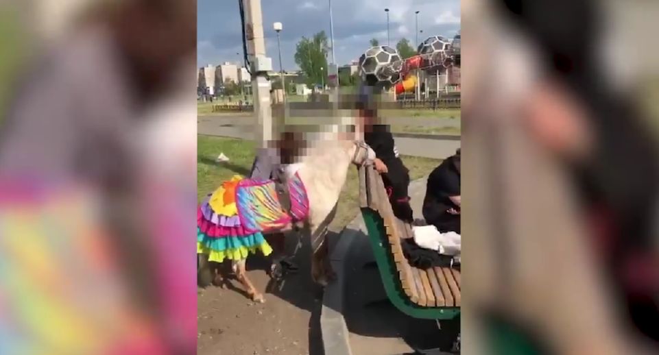 Жители Тагила пожаловались на плохое обращение с пони в парке «Народный»