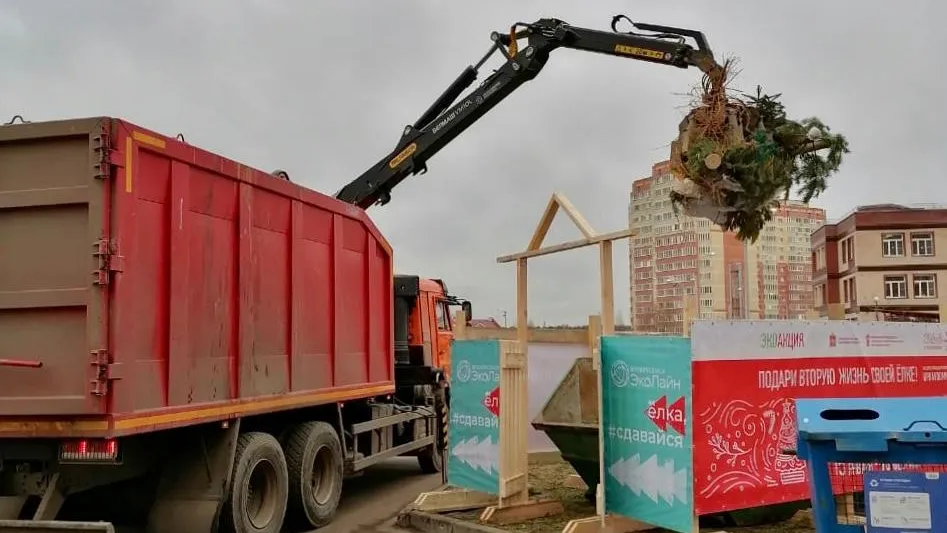 Более 23 тысяч новогодних елок обрели вторую жизнь благодаря жителям Подмосковья
