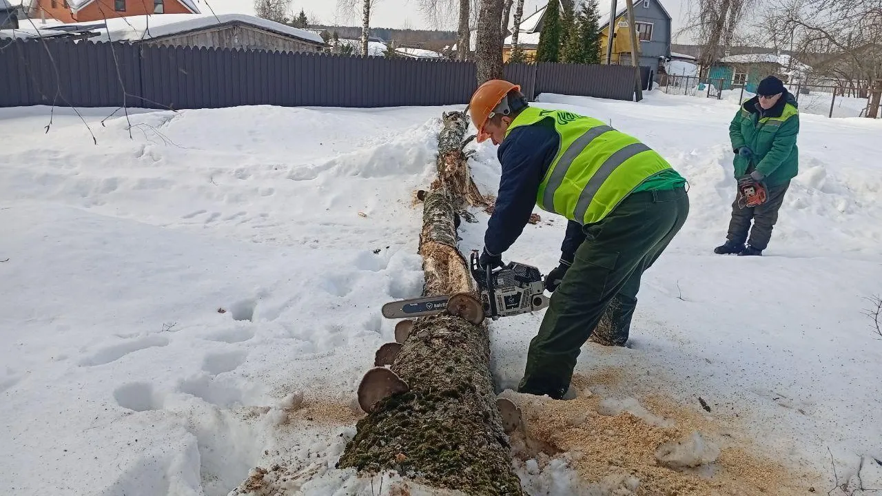 В Подмосковье с начала года убрали 1416 аварийных деревьев