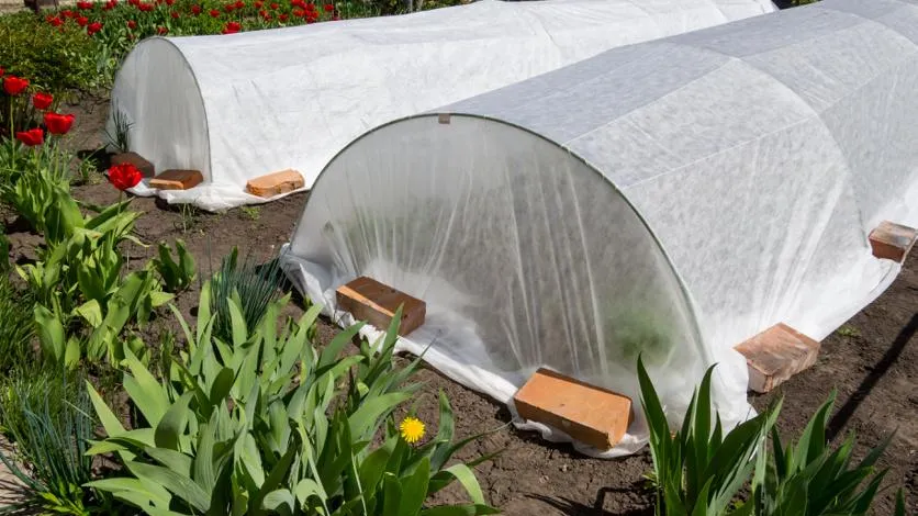 Что посеять в конце апреля и начале мая, чтобы получить хороший урожай