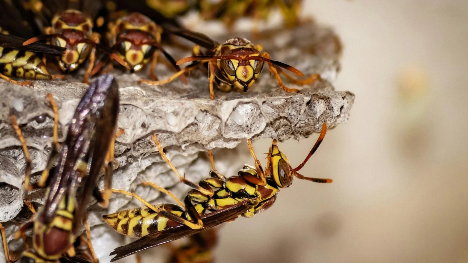 «Их там тысячи!»: агрессивные осы захватили баню жителей ХМАО — видео