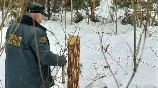 Около деревни Маслово в Одинцове очистят лес от валежника и неликвидной древесины