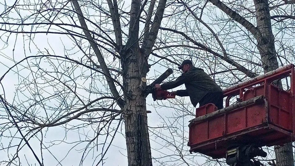 В Коломне начались работы по весеннему омолаживанию деревьев