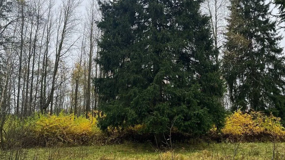 Главная новогодняя елка найдена в Рузском муниципальном округе