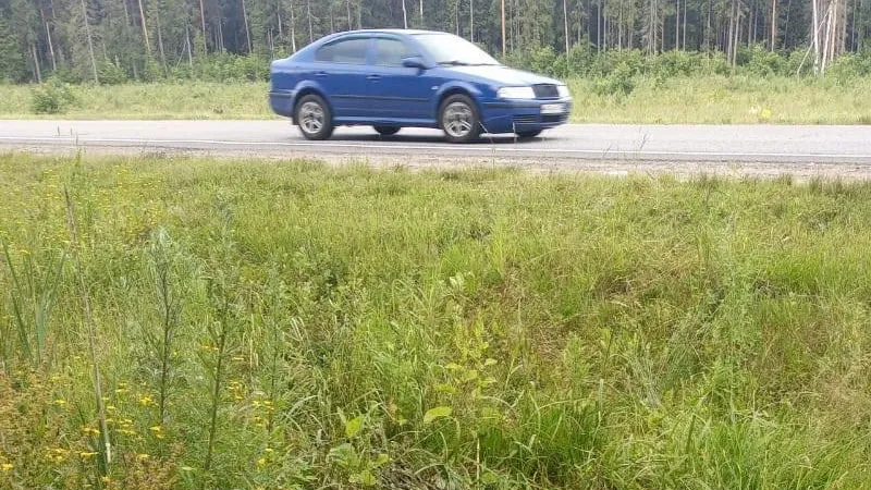 В округе Щелково взыскан ущерб за гибель лося