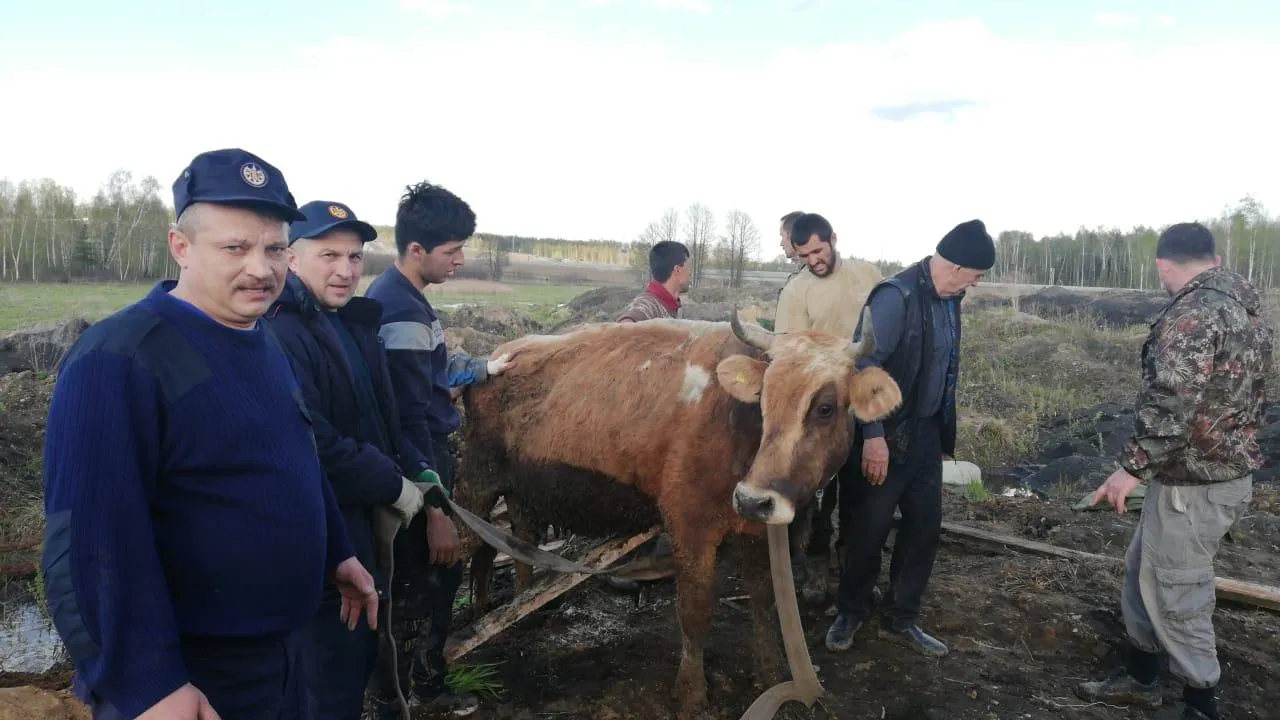 В Павловском Посаде спасли беременную корову, свалившуюся в яму