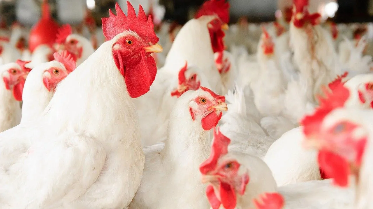 Продукцию птицекомплекса из Подмосковья будут поставлять в Китай