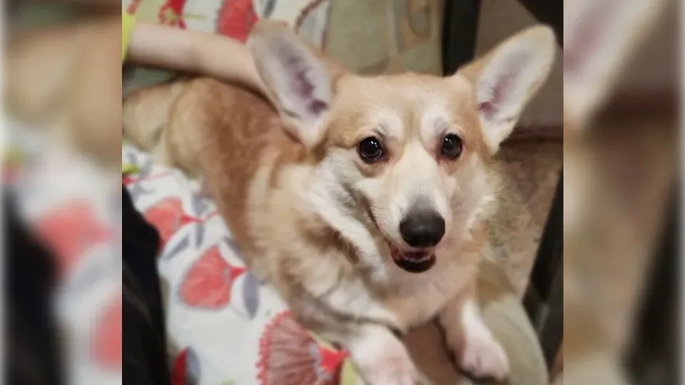 В Подмосковье женщину оштрафовали за выброшенную собаку