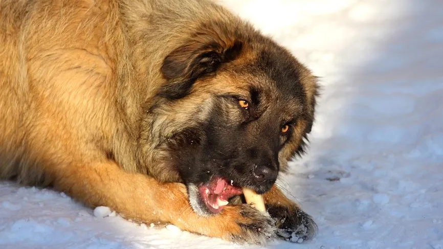 Дикая стая в центре города: как в Воронеже собаки кошмарят людей и причем тут местный приют