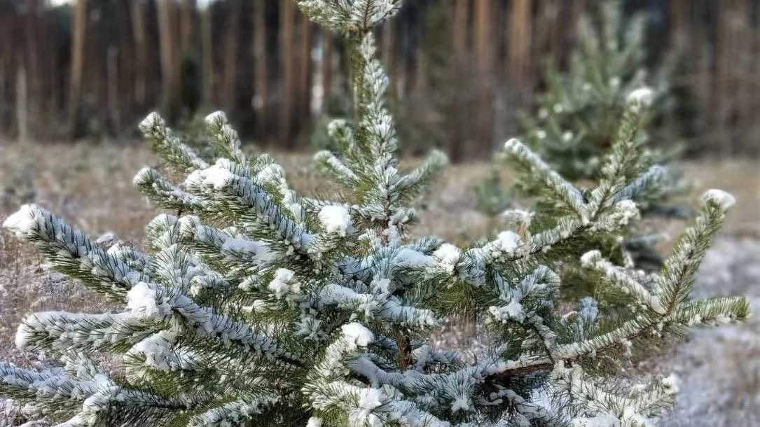 В Подмосковье начались рейды по пресечению фактов незаконной рубки ели для праздников