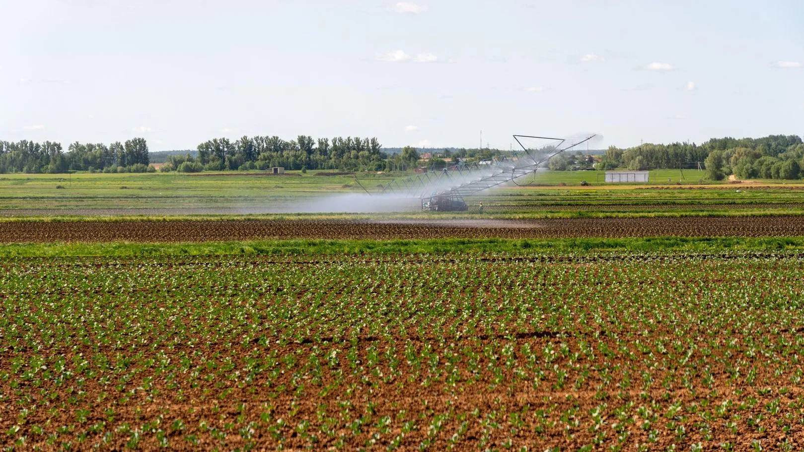 В Ступино фермерское хозяйство получило 35 га для выращивания салатов