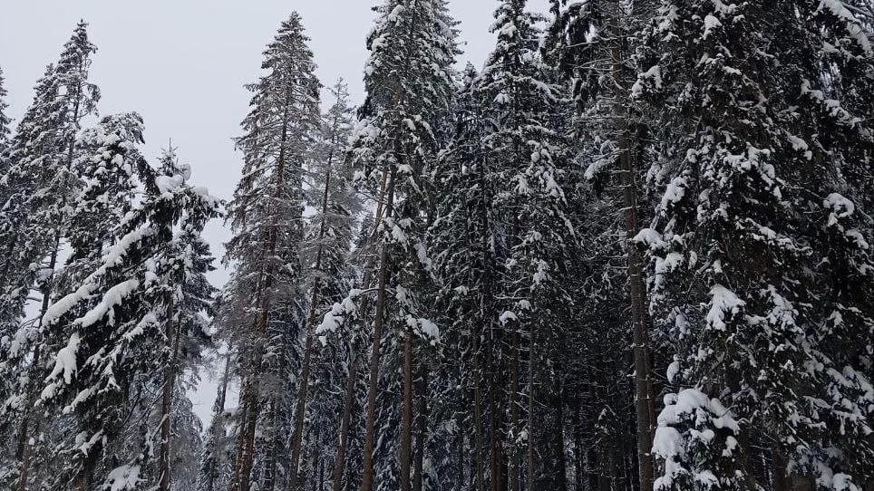 В Звенигородском лесничестве Подмосковья оздоровят более 780 гектаров леса в 2026 г
